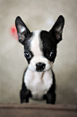 Boston Terrier | So Adorable!! | Pinterest