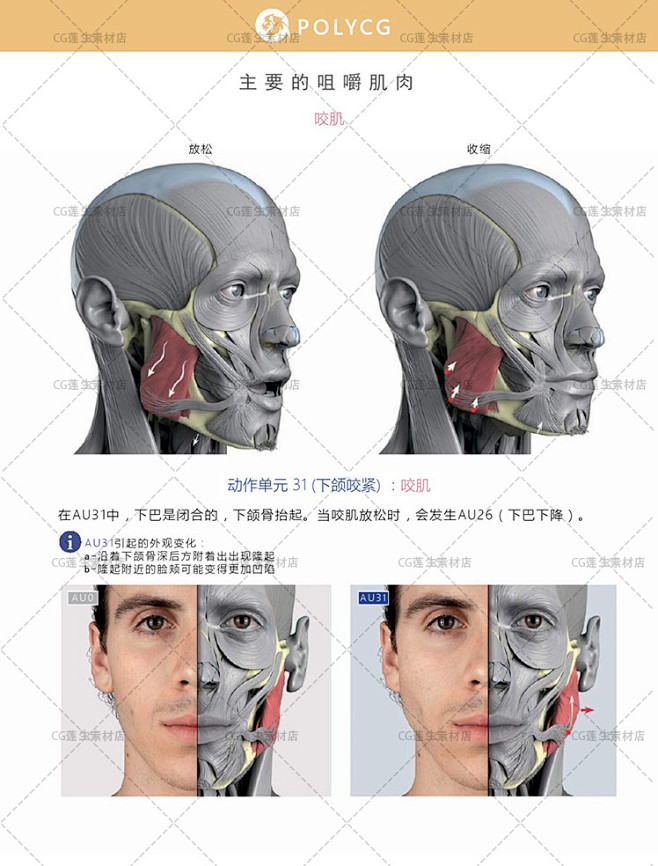 面部表情艺用解剖 头部脸部骨骼肌肉造型 动漫原画插画参考素材-淘宝网