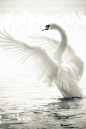 The world's most pure animal: the White Swan: 