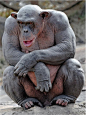 动物界惊现“肌肉男” 袋鼠猩猩一身精壮肌肉如何练就？_社会新闻_大众网