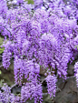 花飞为花悲
花悲为花泪
花泪为花碎
花舞花落泪