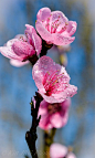 ~~Nectarine Blossom-So Pink! by Kitt Green~~