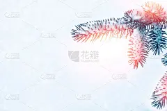 冰雪覆盖的树木。松柏科的分支。