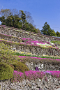 日本,德岛县,梯田,墙,地形正版图片素材