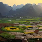 春到贵州万峰林 油菜花开醉迷人