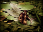 Water Lily Fairy by *Iribel on deviantART