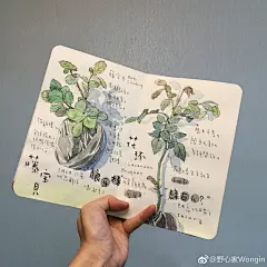 #what's in my notebook##给你看看我的手帐吧##種植日記# 

月季的幼苗实在长得太像啦
也不知道养出来的花是不是对版
嘻嘻等开花就知道辣

天气超好...展开全文c