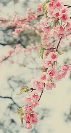一花一世界，一木一浮生，一草一天堂，一叶一如来，一砂一极乐，一方一净土，一笑一尘缘，一念一清静！
千年梦，弹指间，往事如水淡如烟。曲已终，人亦散，旧梦翩迁亦千年。