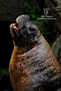 Sea lion by Shadow