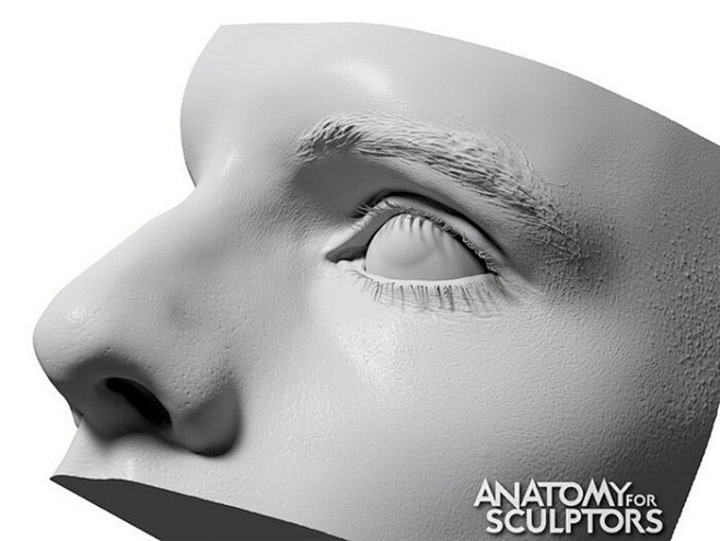 anatomy-for-sculptor...