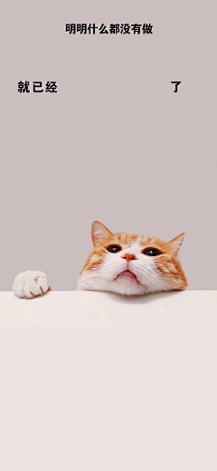 疯狂采集中采集到猫咪PNG