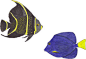彩绘海洋鱼类