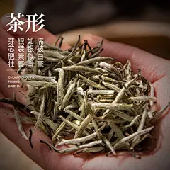 茶滋味高品质白毫银针 珍品正宗福鼎白茶叶太姥山老白茶散茶500g