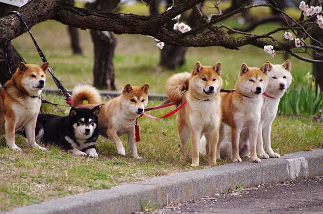 Japanese dog Shiba I...