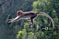 猴子,跳,动物主题,动物,森林正版图片素材