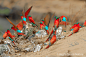 Photograph the gathering by regi popelier on 500px
CameraCanon EOS-1D Mark IV
Focal Length600mm
Shutter Speed1/320 secs
Aperturef/9
ISO/Film125