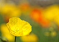阿坝，罂粟花 – Tu.HHfmn | 整理散落的生活写真