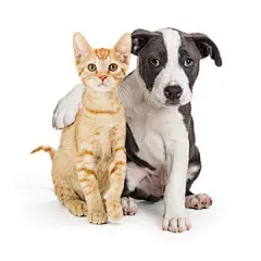 点击来源直接获取大图文件 |Puppy With Arm Around Cute Kitten