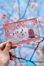 武汉樱花透卡_1_LLLetitia_来自小红书网页版