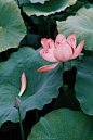 #摄影（花）#
