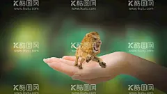手中的凶猛狮子  - 源文件下载【酷图网】手中的凶猛,狮子,想像,创意,创新,震撼,设计,素材,电脑合成,背景,壁纸,合成,创意合成,个性,PS,联想,合成效果,合层,原创,独家,