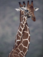 长颈鹿的拥抱_来自仙小欢高的图片分享|方框网