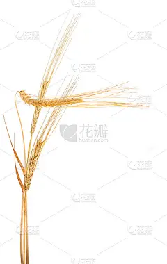 用三穗大麦在白麦上的组合
