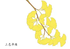 #绘画教程# 銀杏的画法
来自画师moiy（pid=1719411） ​​​​