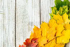 秋天的构图与不同的树木的彩色树叶在一个角落的框架上的白色木制背景