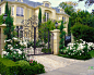 Beverly Hills III : The absence of color is a perfect accent to the façade of this Mediterranean home, white rose’s work well with the color of the architecture. Towering cypresses enhance the vertical view of the home