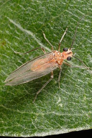 啮虫目啮虫科啮虫