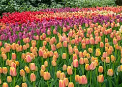 郁金香,多色的,园林,彩色背景,景观设计,橙色,丽丝,壁纸,公园,库肯霍夫花园