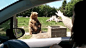 一对夫妇到华盛顿的Olmpic Game Farm旅游，向一只阿拉斯加棕熊打招呼，大块头非常敷衍地招了一下手，结果扔了一片面包过去就秒接住，果然是吃货….