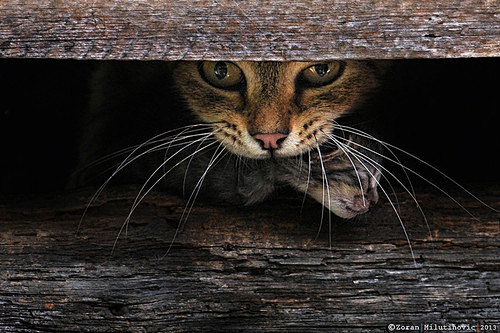 Fearless mother by Z...