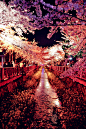 Meguro Gawa,Tokyo, Japan。目黑川是东京的赏樱名所，沿着山手通路流淌的目黑川河畔遍植樱花树，每逢3、4月，盛开的樱花仿佛花之走廊，掩映于河面之上。随着花瓣飘落，水面会变成粉色的樱花溪流。晚上还可以赏夜樱。 #城市# #国外# #街景##日本#