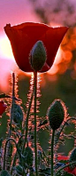  红色罂粟与光相映