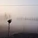 一颗会开花的树w