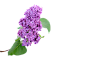丁香花---免抠--PNG