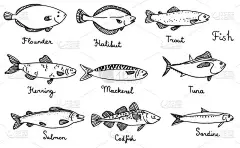 鱼的种类, 手绘的矢量插图: 沙丁鱼、鳕鱼、鱼、青鱼、比目鱼、比目鱼、鳟鱼、金枪鱼、鲑鱼