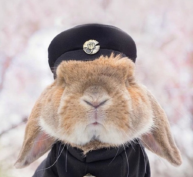 樱花树下的兔子君