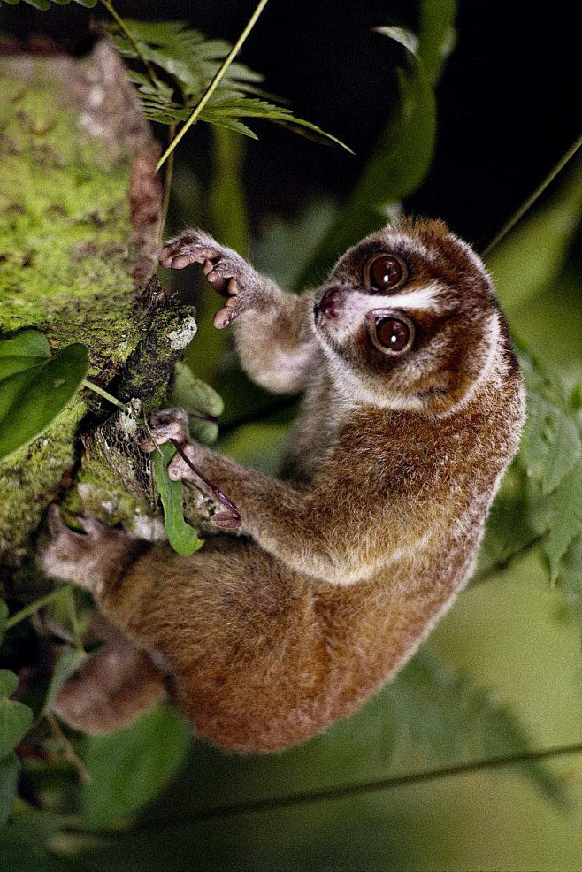 灵长目懒猴科懒猴