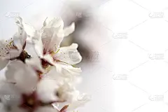 有杏花的树枝
