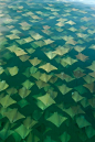 In 2008, amateur photographer Sandra Critelli captured these stunning images of a mass migration of golden Cownose Rays while looking for whale sharks off the coast of Mexico. She said, “It was an unreal image, very difficult to describe. The surface of t