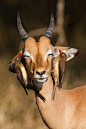 Young Impala ram with oxpeckers. Birds on each side of his head like headphones.