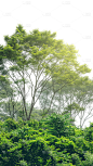风光通用森林场景元素素材