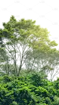 风光通用森林场景元素素材