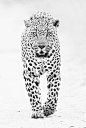 CJWHO ™ (male leopard by shaun walton A large male leopard...)