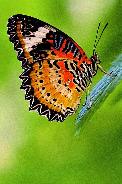 ~~Leopard Lacewing ~...