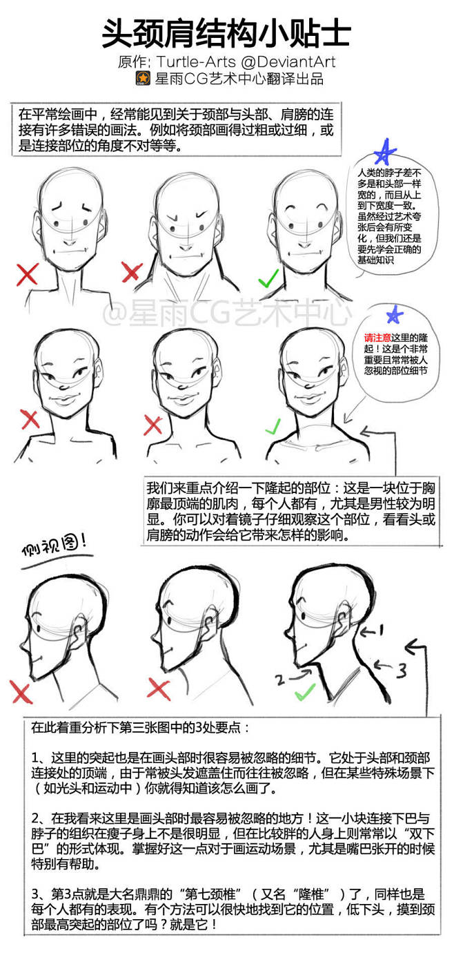 结构、头颈肩、正面、半侧面、侧面