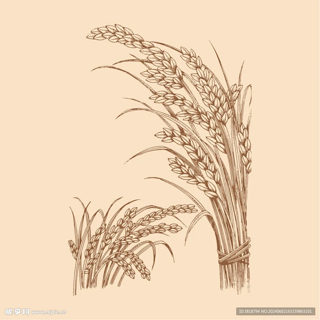 手绘版画水稻-花瓣网